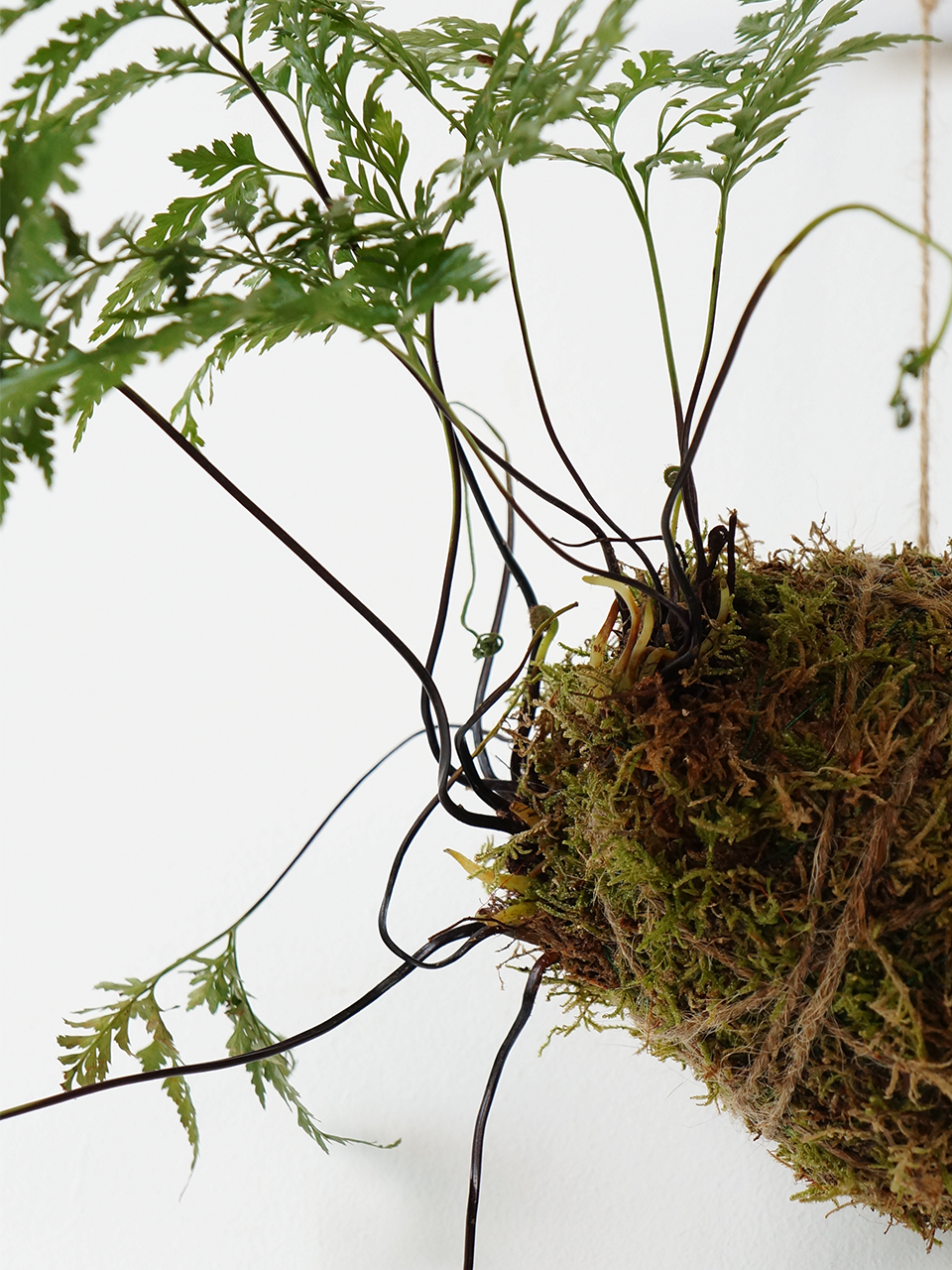 Rabbit’s Foot Fern