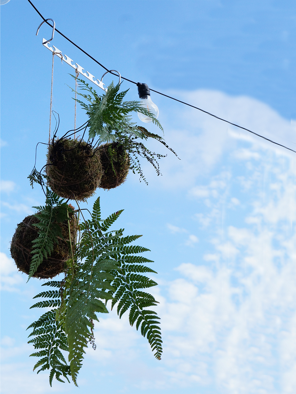 Maidenhair Spleenwort