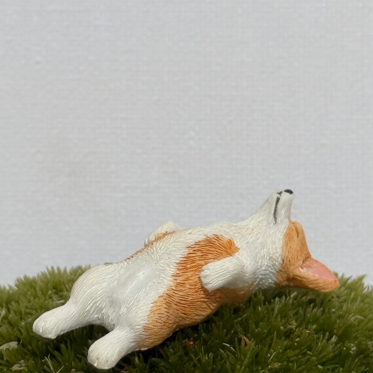 做梦的柯基犬