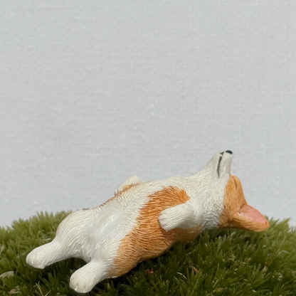 做梦的柯基犬
